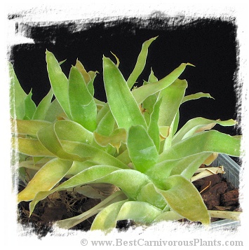Catopsis hahnii / 5-8 cm